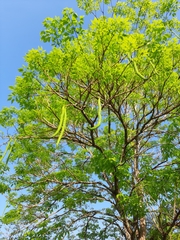 Handroanthus guayacan