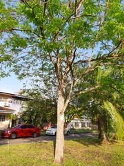 Handroanthus guayacan