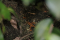 Anolis luciae