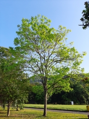 Handroanthus guayacan