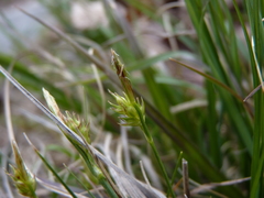 Carex tonsa rugosperma