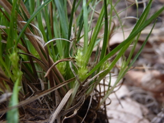 Carex tonsa rugosperma