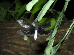 Palpopleura lucia