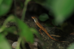 Anolis luciae