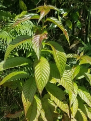 Gonzalagunia hirsuta