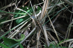 Anolis luciae