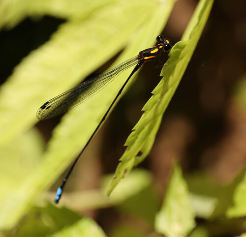 Sundanese Threadtail