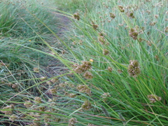 Carex unilateralis