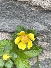 Waldsteinia fragarioides