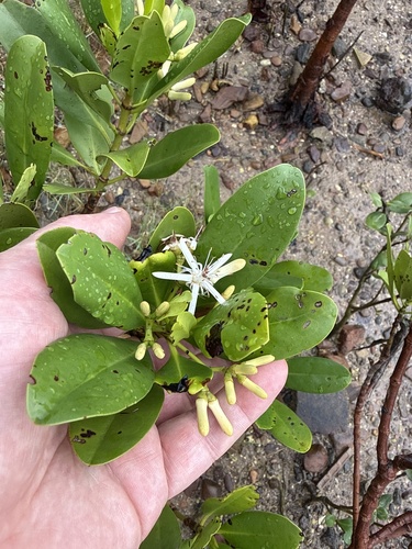 Kandelia obovata, photograph 6