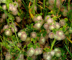 Trifolium pilulare