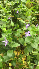 Vinca major