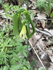 Uvularia