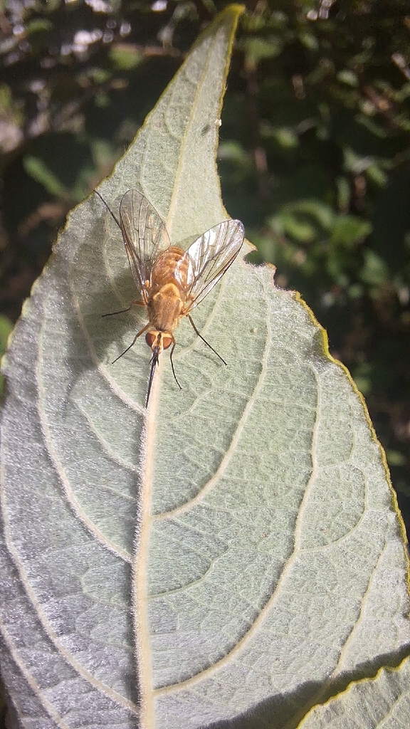 Phthiria conspicua
