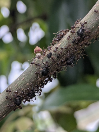 Lachnus tropicalis