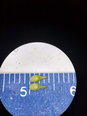 Carex tonsa rugosperma