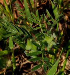 Biserrula epiglottis