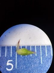 Carex tonsa rugosperma