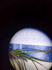 Carex tonsa rugosperma