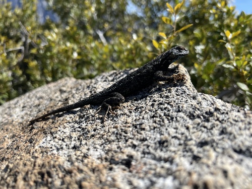 iNaturalist observation photo of Sierra Fence Lizard