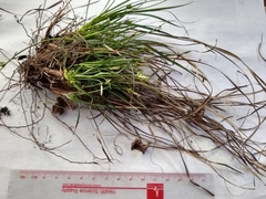 Carex tonsa rugosperma