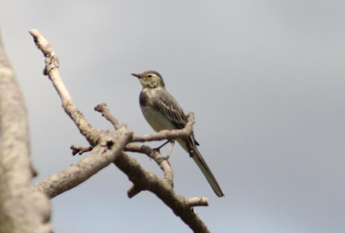 White Wagtail