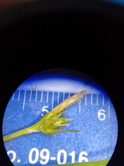 Carex tonsa rugosperma