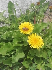 Apis mellifera