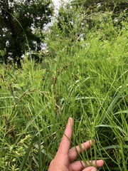 Cynosciadium digitatum