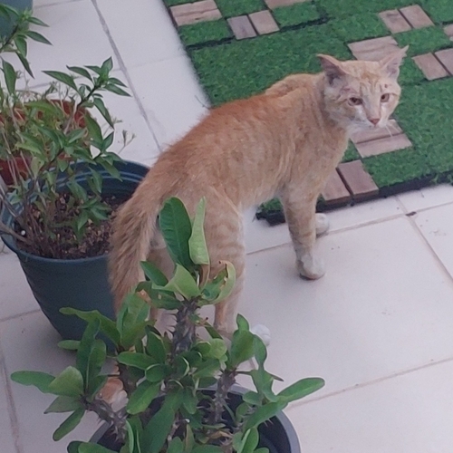 Domestic Cat