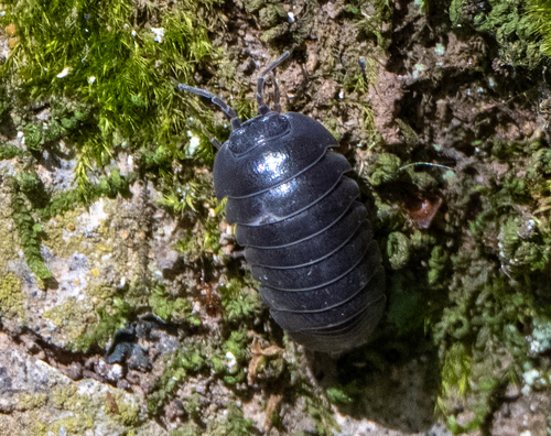 Armadillidium humectum