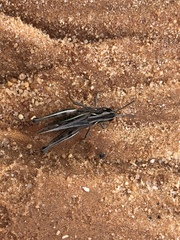 Chorthippus apicalis