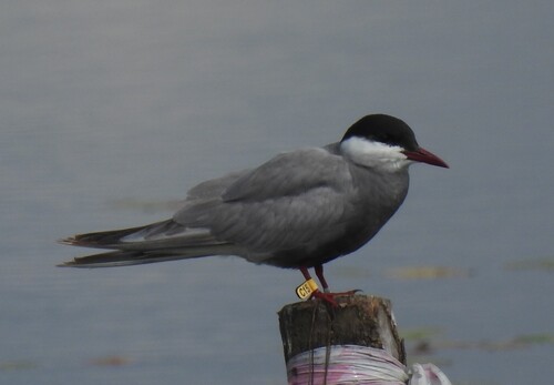 iNaturalist image