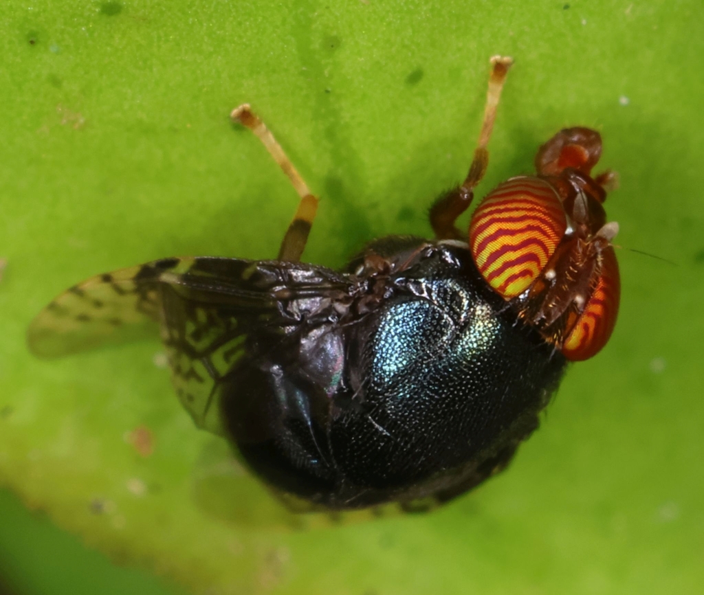 Naupoda inscripta