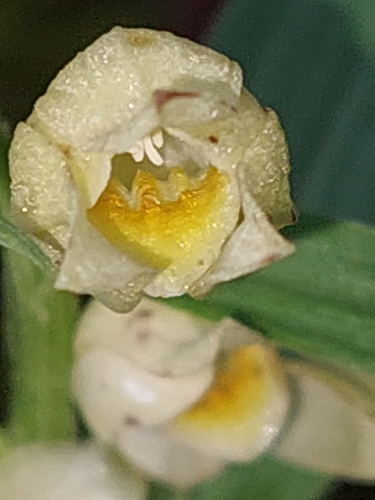 white helleborine