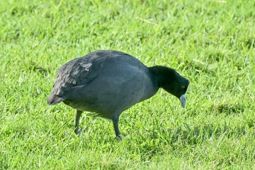 iNaturalist image