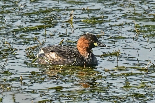 iNaturalist image