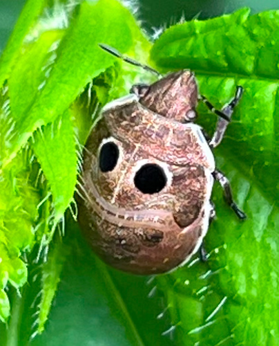 Hotea subfasciata