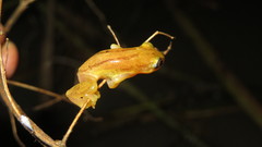 Afrixalus delicatus