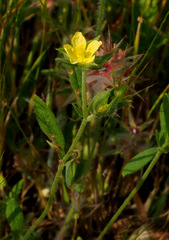 Helianthemum ledifolium