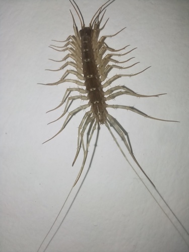 House Centipede