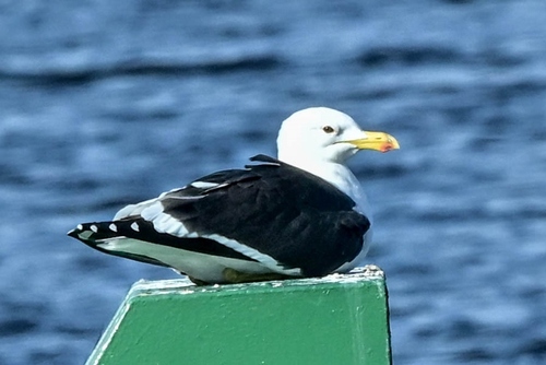 iNaturalist image