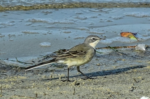 iNaturalist image
