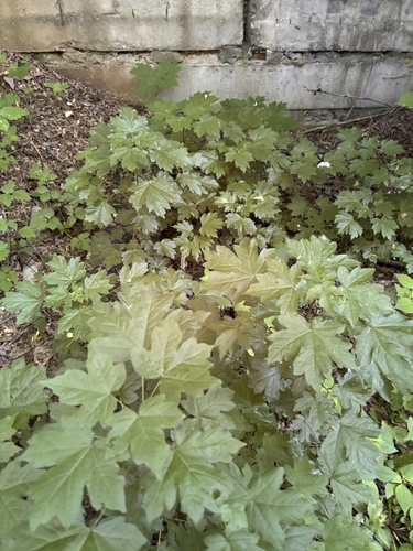 Наблюдение на iNaturalist