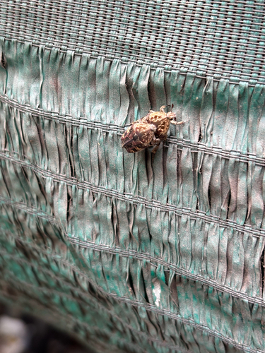 Mango Flower Beetle