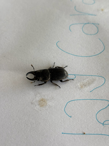 Aegus chelifer