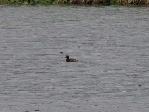 iNaturalist image