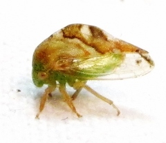 Cyrtolobus fenestratus
