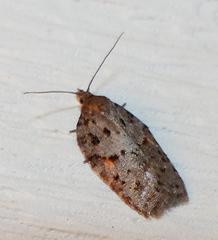 Acleris ptychogrammos