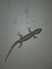 Hemidactylus frenatus